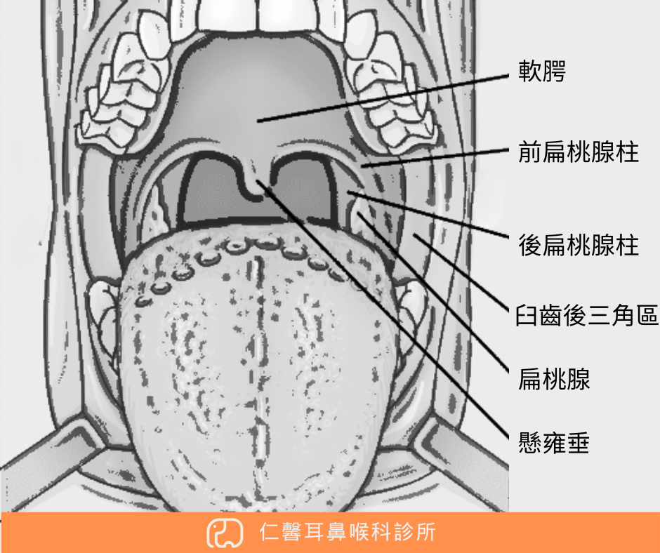 口咽解剖圖