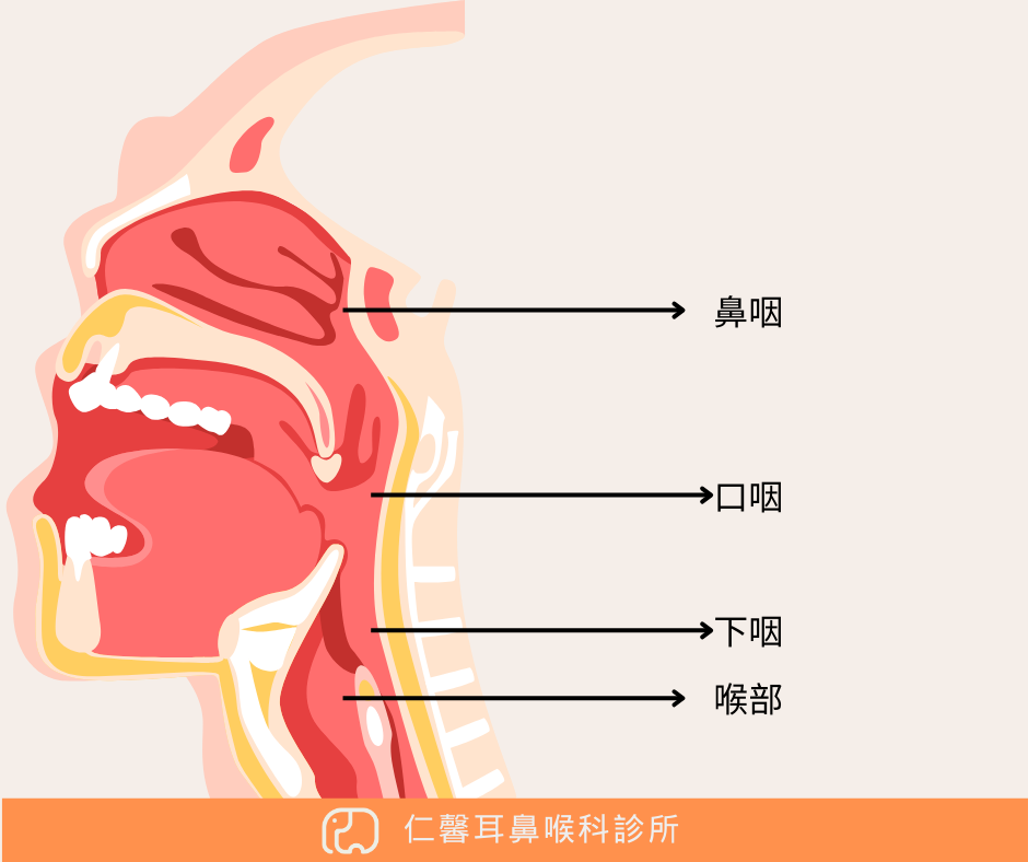 鼻咽、口咽以及下咽