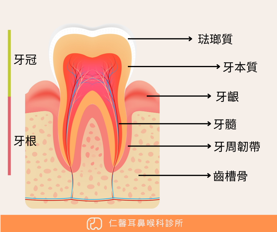 牙齒的結構